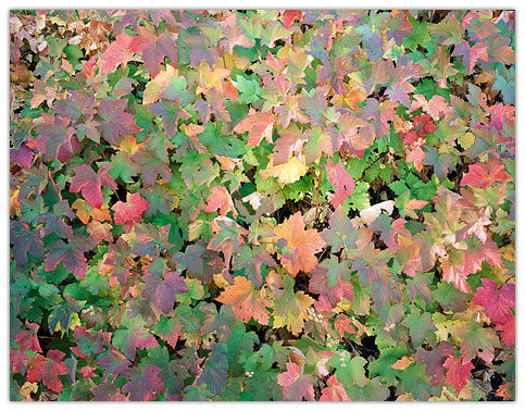 Blackberry Leaves, Yosemite