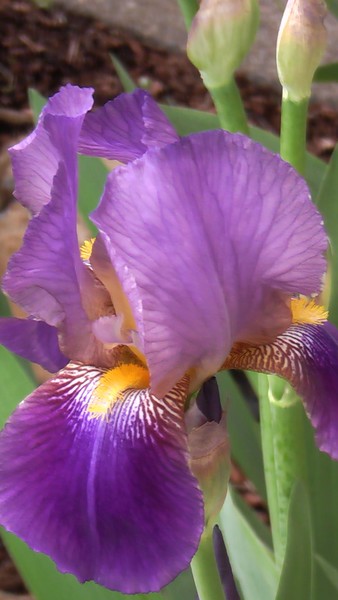 Bearded Iris