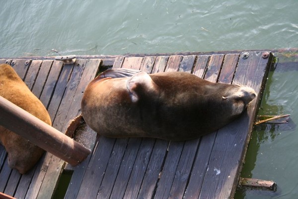 Sealions