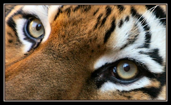 Tiger Eyes