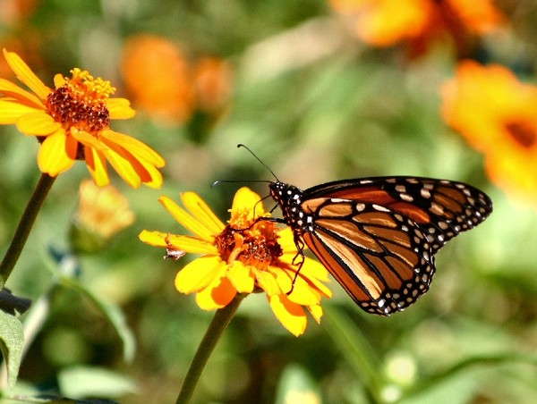 Butterfly Beauty