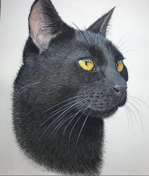 Black Cat
