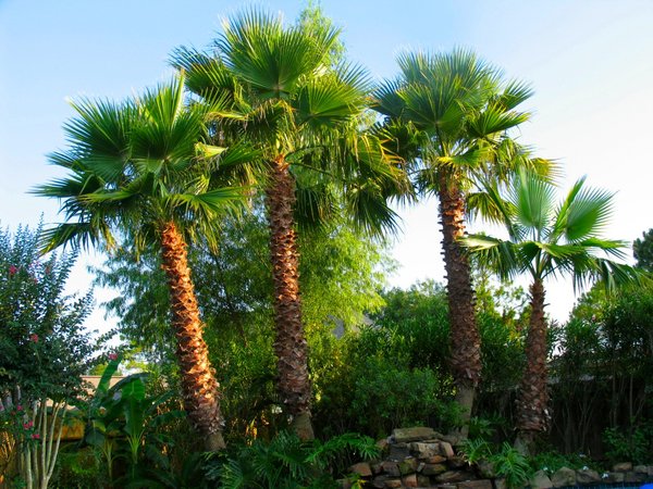 Backyard View
