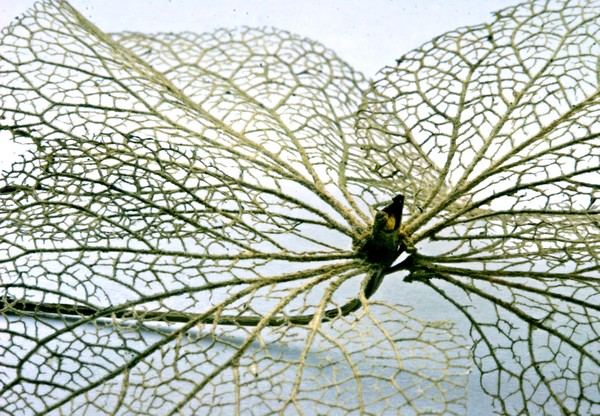 A flower's skeleton