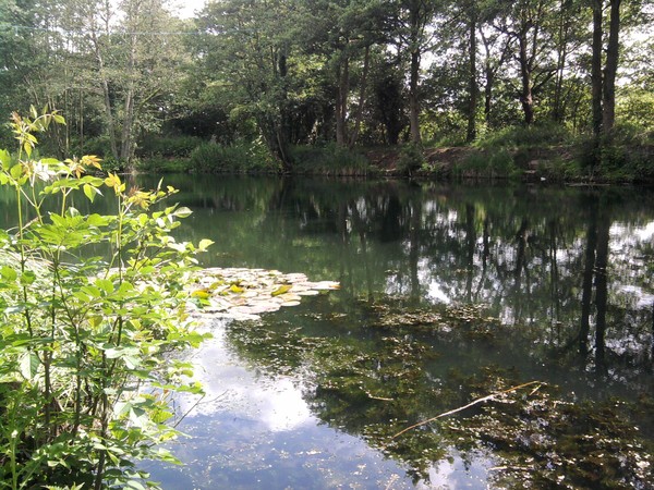 Fishpond 1