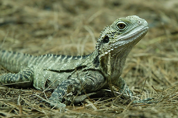 The Dragon