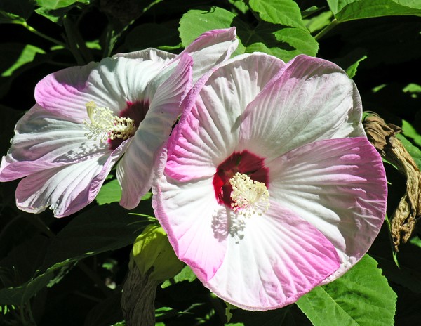 Sunday Hibiscus 56