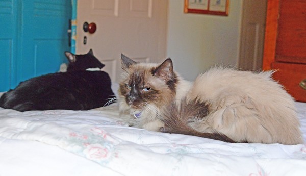 Emmie and Ragsy