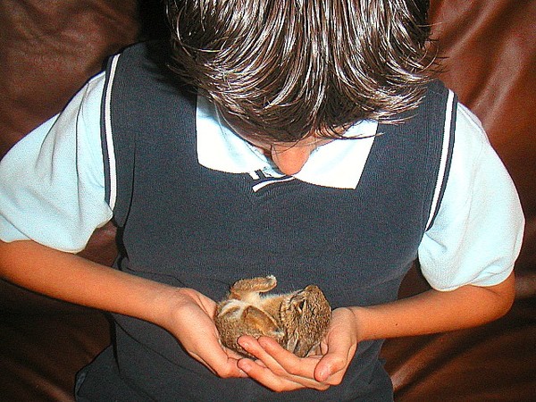 Rock-A-Bye Bunny
