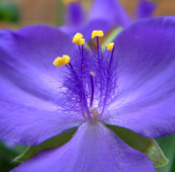 Purple Flower