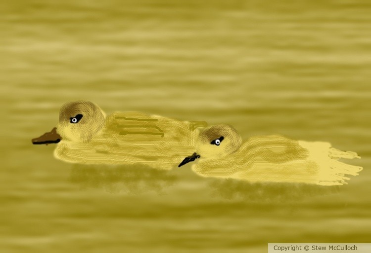 Gadwall  P264