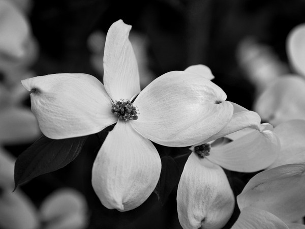 wagner dogwoodflower 6286