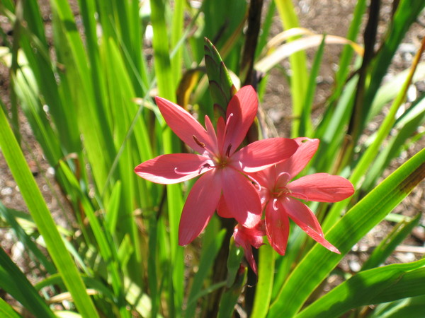 Beauty in hidding
