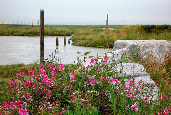 Wildflowers