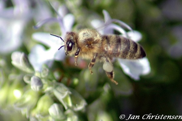 Just buzzing along.........