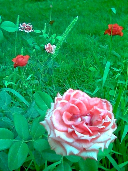Courtyard Flowers