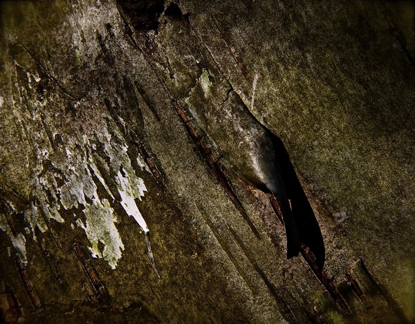 Bark of the Tree