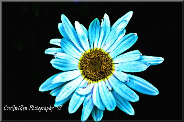 I Picked a Blue Daisy 4U