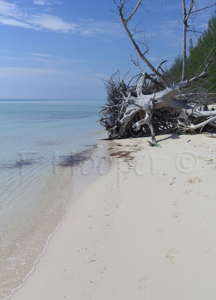 Tropical Driftwood