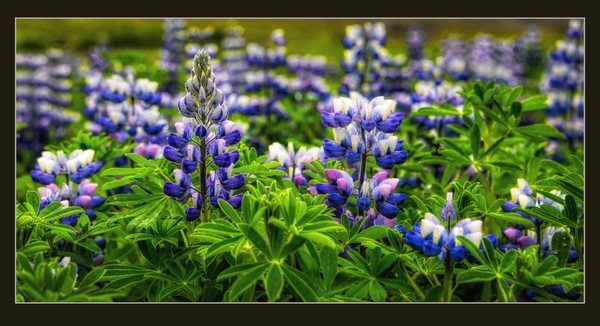 Lupine in Iceland