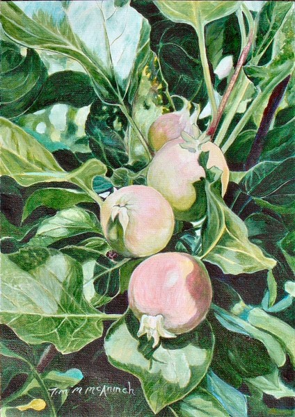 Apples in the Garden 2