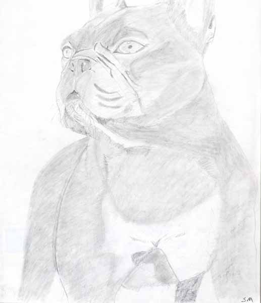 French Bulldog