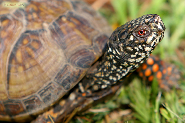 Box Turtle