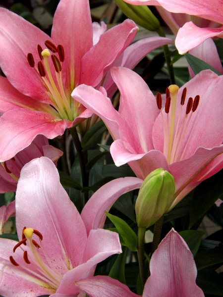 Pink Lilies (Two)