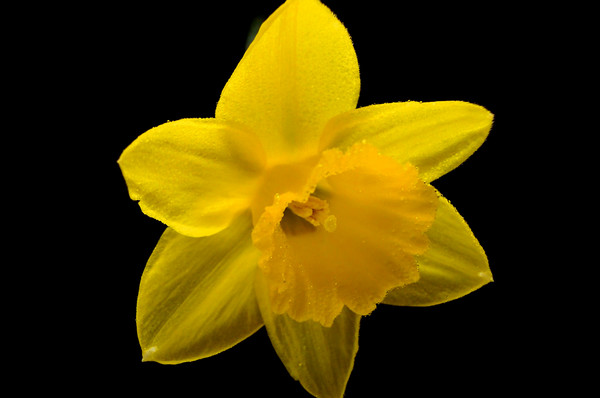 LemonDrop