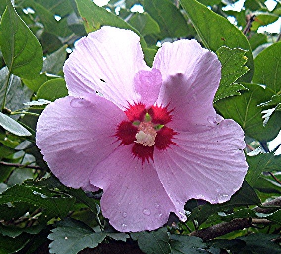 Flower 5