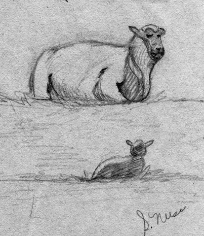 Ewe and Lamb Sketch