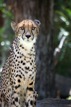 The Cheetah