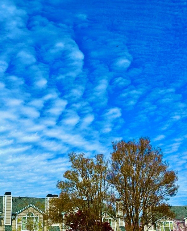 Blue Sky with Clouds and Trees 