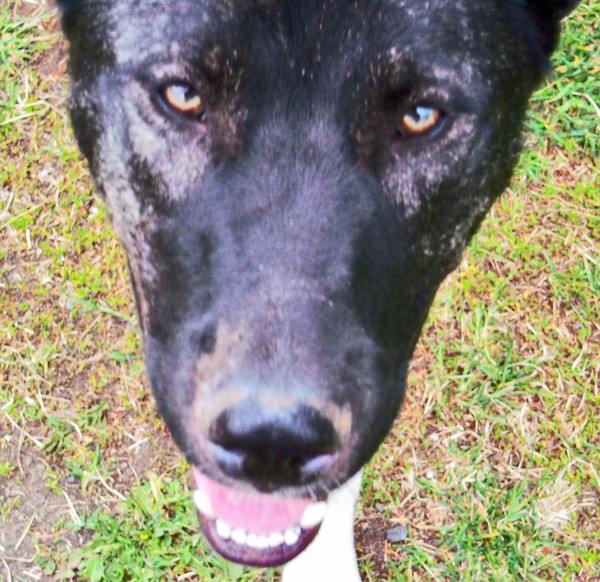I'm an Akita Mix, SEE?