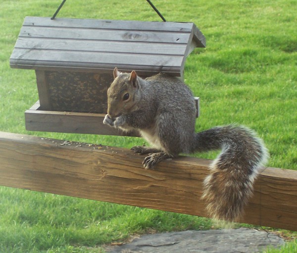 Nutty Squirrel