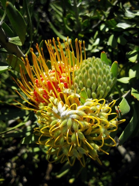 Protea Cluster 2