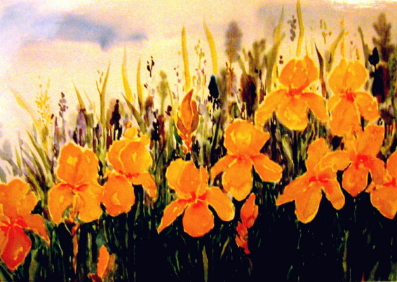 yellow irises