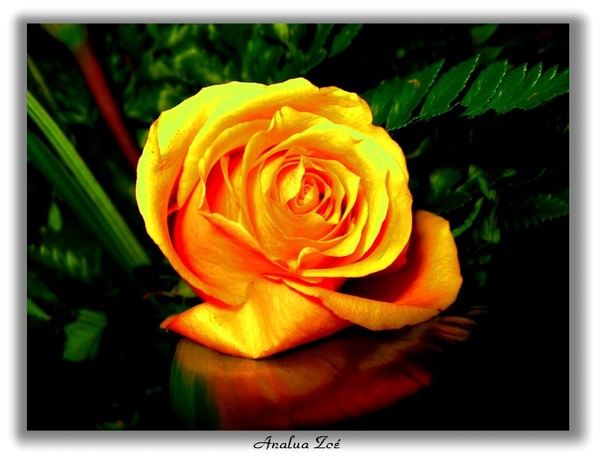THE FIRE ROSE