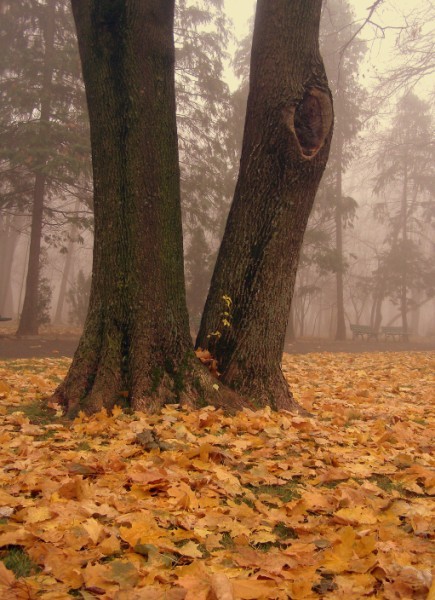 Autumn carpet