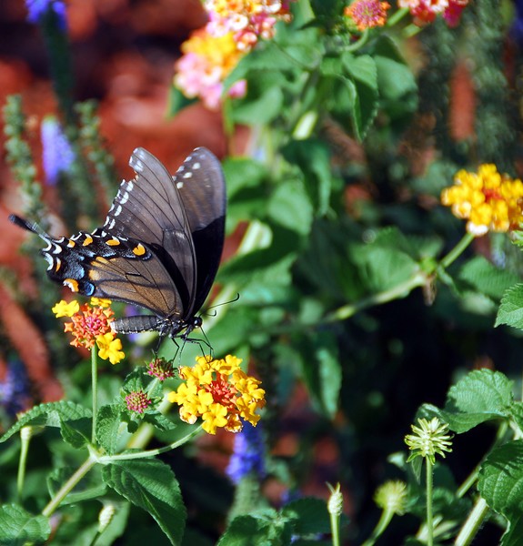 Black Swallowtail Butterfly Fluttering Wings