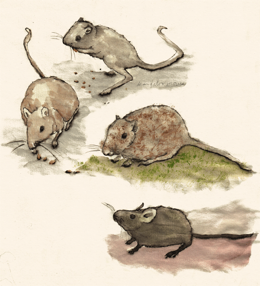 mice