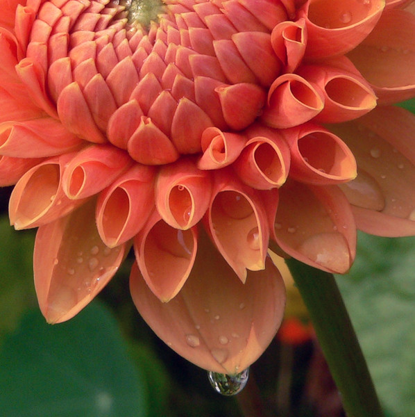 DAHLIA DROPS