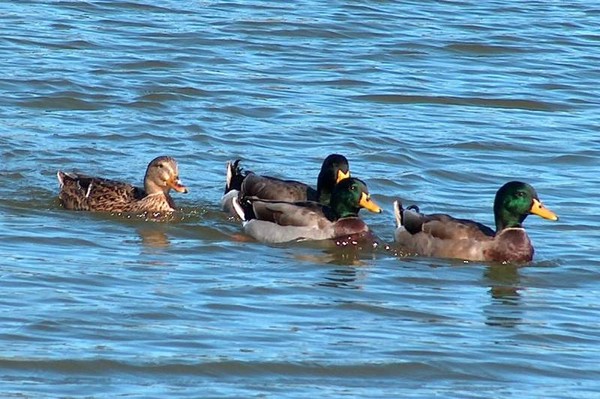 MALLARDS