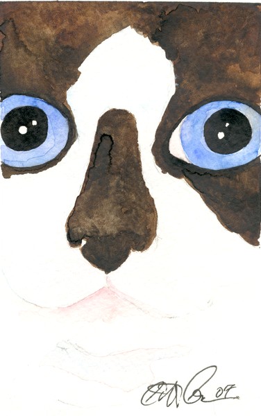 Big eyed Snowshoe Siamese
