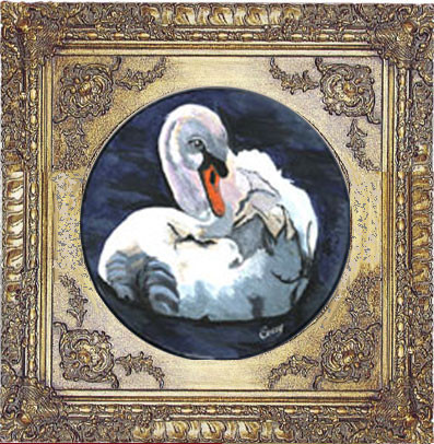 Swan preening