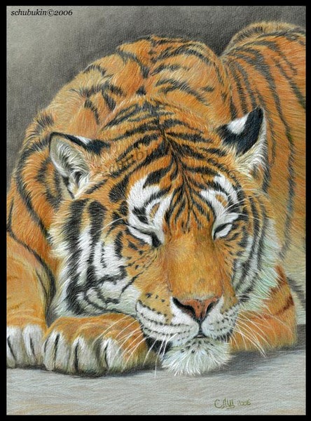Tiger which sleeps