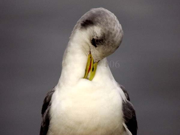 Gull enjoying a Scratch
