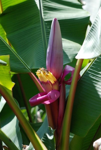 Banana Blossom