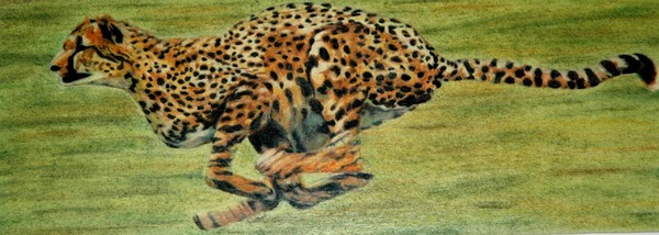 cheetah