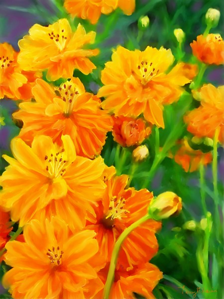 Golden marigolds